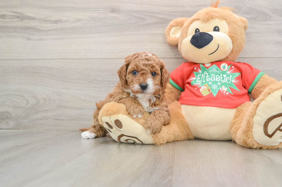 5 week old Cavapoo Puppy For Sale - Simply Southern Pups