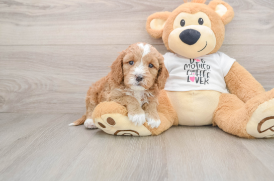 Cavapoo Puppy for Adoption