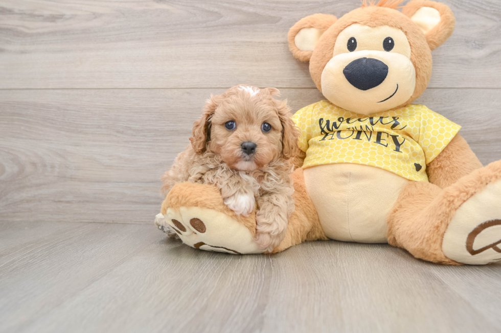 Cute Cavapoo Baby