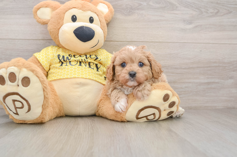 Best Cavapoo Baby