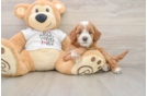 Cavapoo Puppy for Adoption