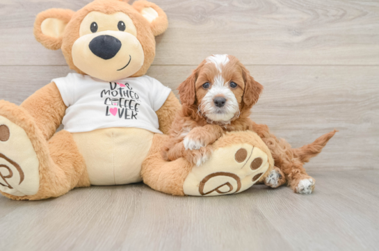 Cavapoo Puppy for Adoption