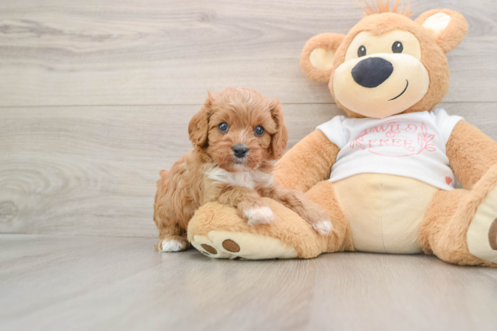 Best Cavapoo Baby