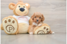 Little Cavipoo Poodle Mix Puppy