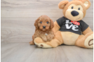 Best Cavapoo Baby