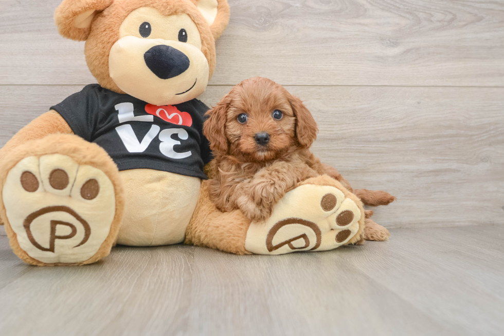 Cavapoo Puppy for Adoption