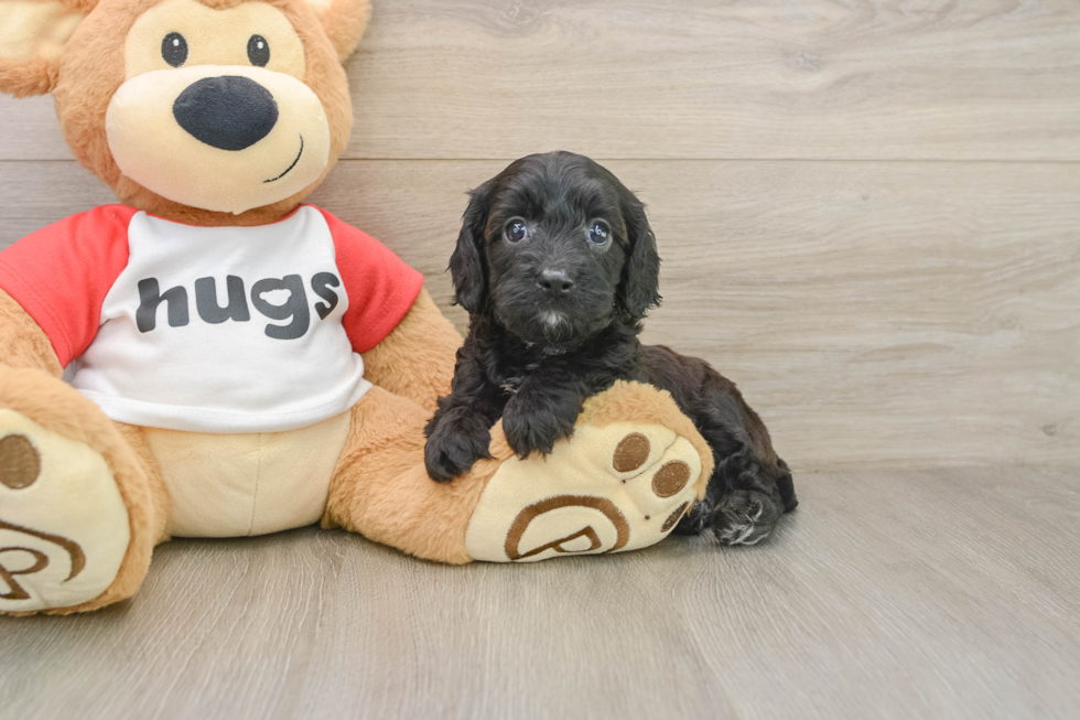 Little Cavipoo Poodle Mix Puppy