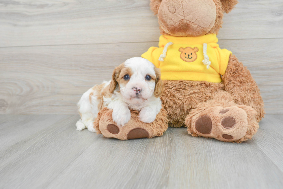 Adorable Cavoodle Poodle Mix Puppy