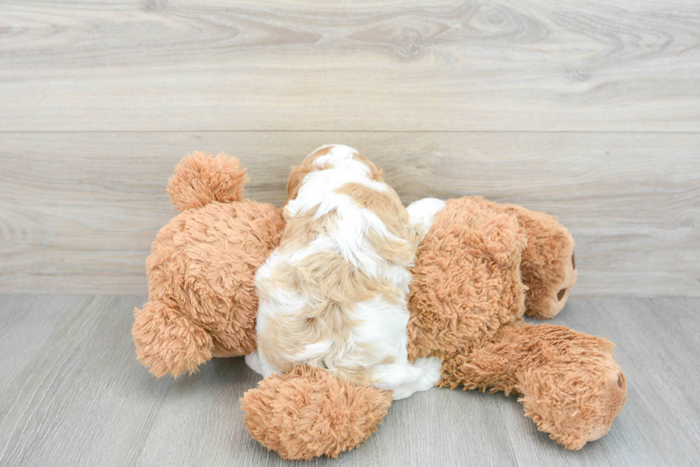 Small Cavapoo Baby