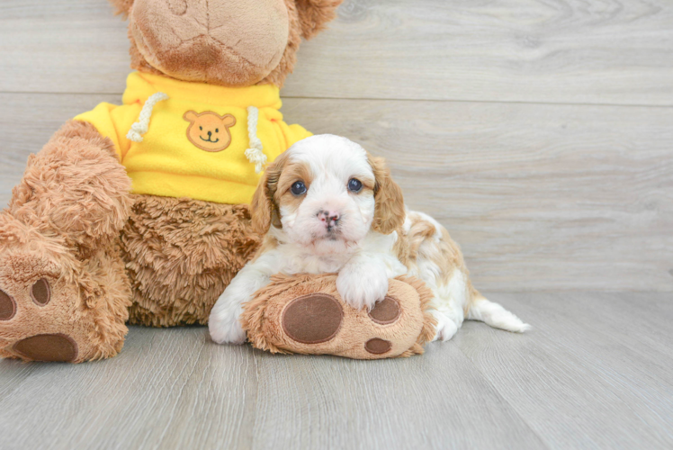 Playful Cavoodle Poodle Mix Puppy