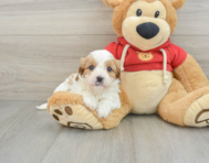 7 week old Cavapoo Puppy For Sale - Simply Southern Pups