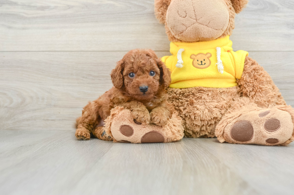 6 week old Cavapoo Puppy For Sale - Simply Southern Pups