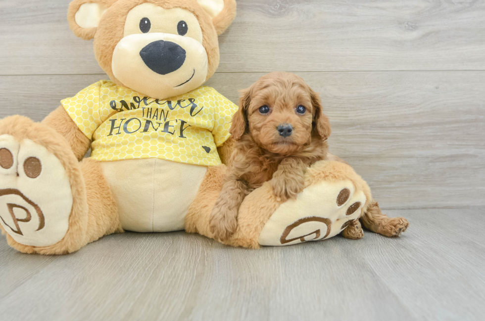 5 week old Cavapoo Puppy For Sale - Simply Southern Pups