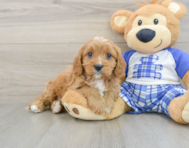 8 week old Cavapoo Puppy For Sale - Simply Southern Pups