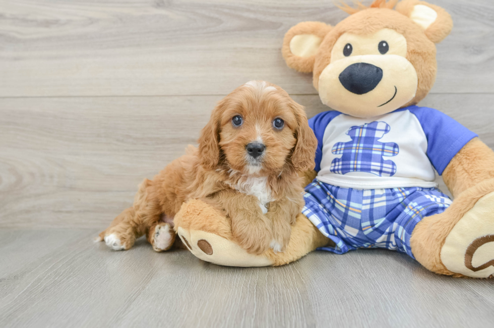 7 week old Cavapoo Puppy For Sale - Simply Southern Pups