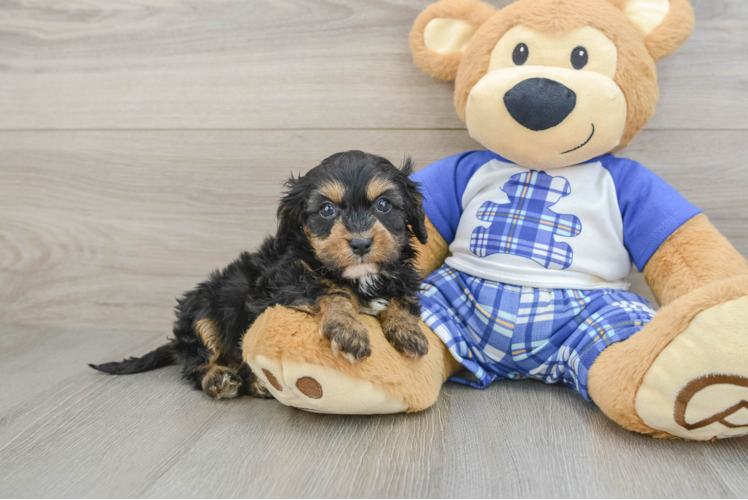 Little Cavipoo Poodle Mix Puppy