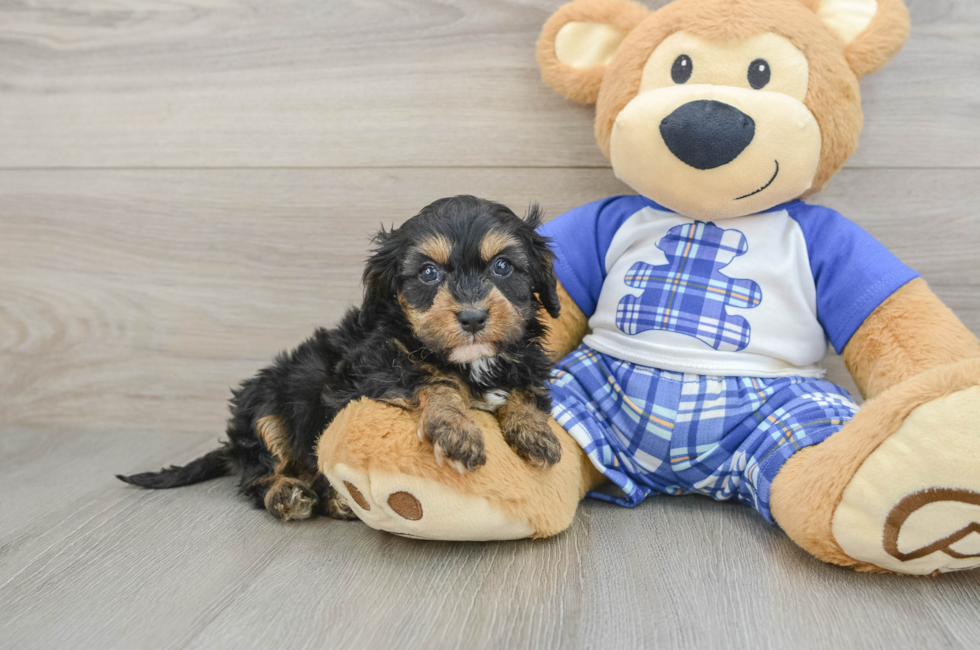 6 week old Cavapoo Puppy For Sale - Simply Southern Pups