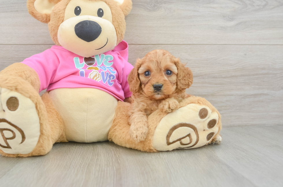 5 week old Cavapoo Puppy For Sale - Simply Southern Pups
