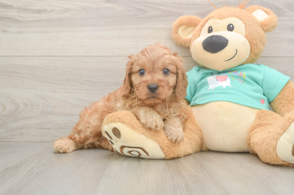 6 week old Cavapoo Puppy For Sale - Simply Southern Pups