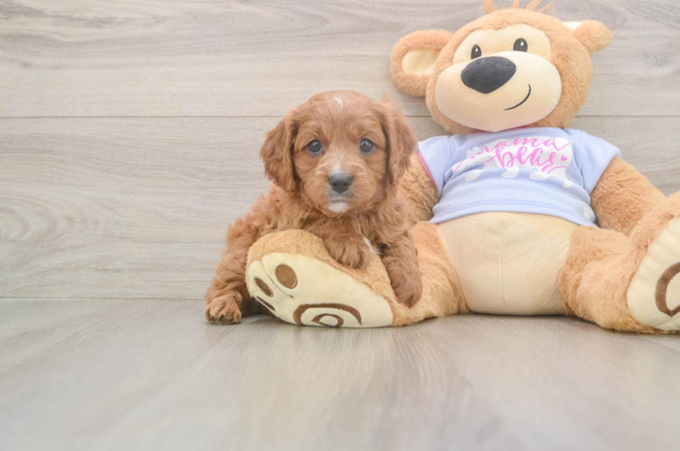6 week old Cavapoo Puppy For Sale - Simply Southern Pups