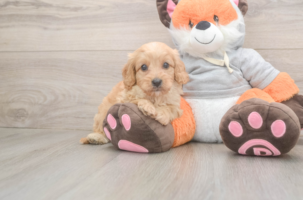 5 week old Cavapoo Puppy For Sale - Simply Southern Pups