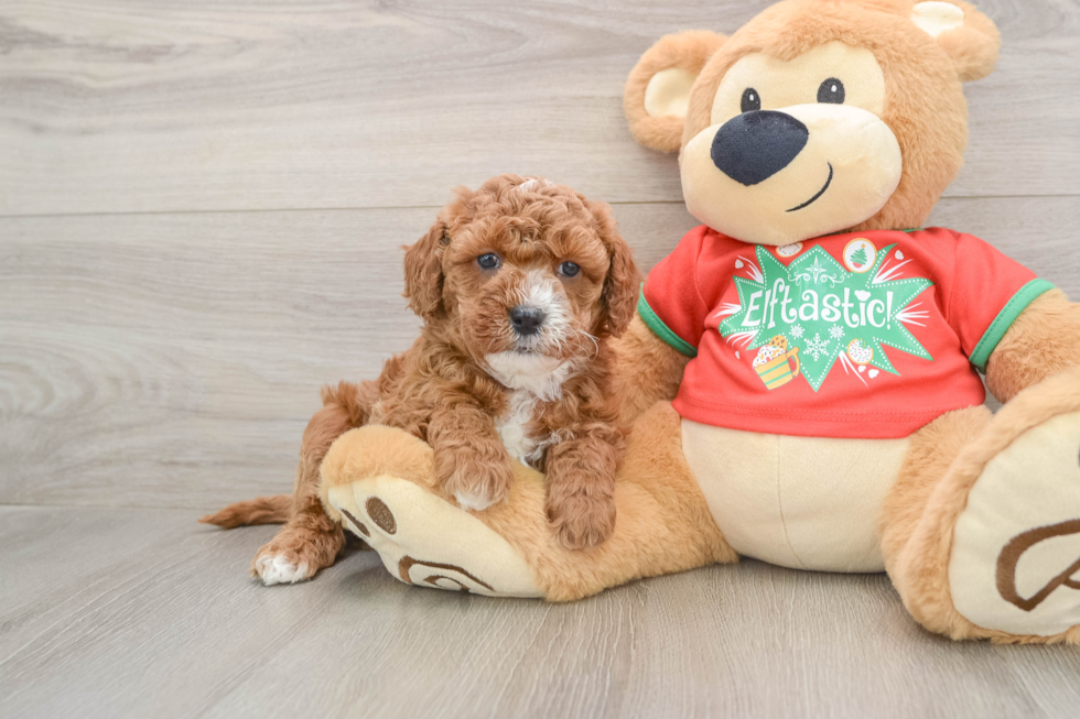 Cavapoo Pup Being Cute
