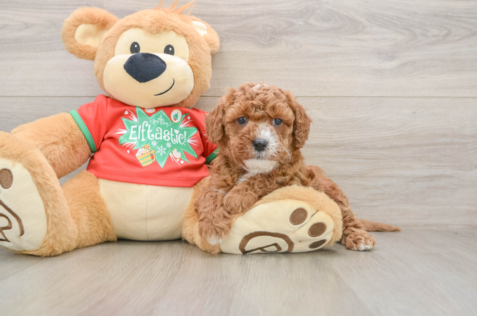 5 week old Cavapoo Puppy For Sale - Simply Southern Pups