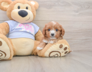 7 week old Cavapoo Puppy For Sale - Simply Southern Pups