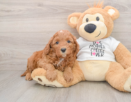 8 week old Cavapoo Puppy For Sale - Simply Southern Pups