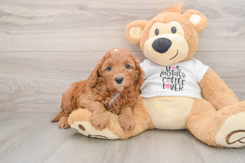 Cavapoo Pup Being Cute