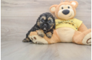 Happy Cavapoo Baby