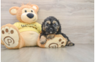 Cavapoo Puppy for Adoption