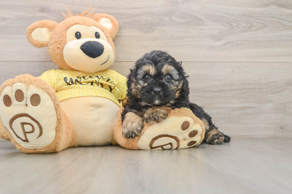 Cavapoo Puppy for Adoption