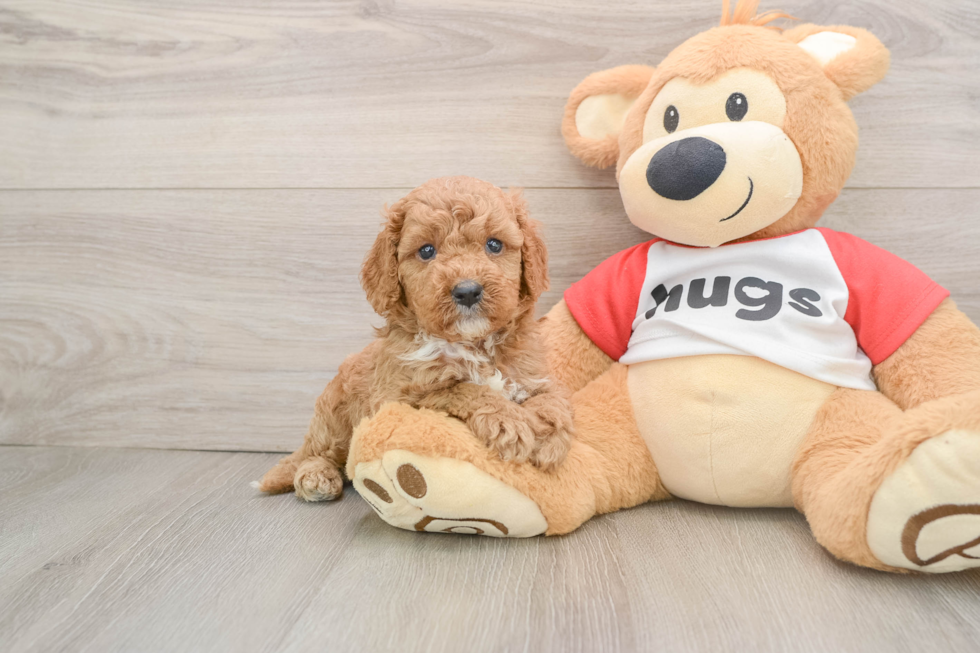 Cavapoo Pup Being Cute