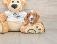 8 week old Cavapoo Puppy For Sale - Simply Southern Pups