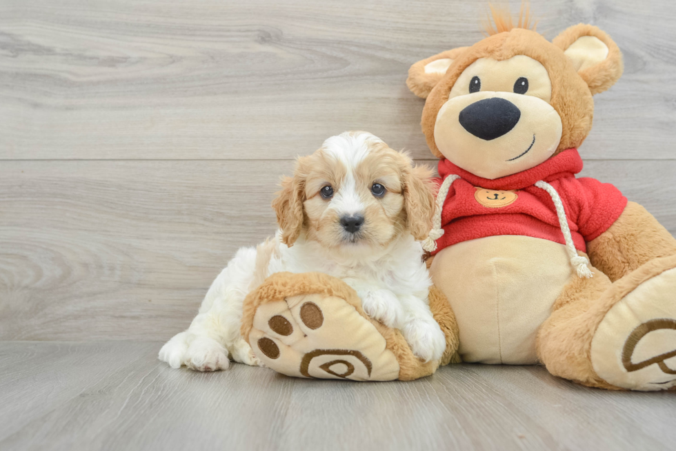 Happy Cavapoo Baby