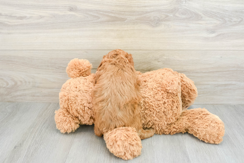 Cavapoo Pup Being Cute