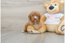 Cavapoo Pup Being Cute