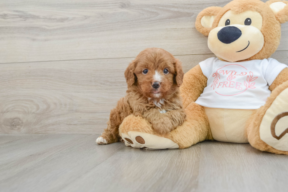 Cavapoo Pup Being Cute