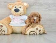 7 week old Cavapoo Puppy For Sale - Simply Southern Pups