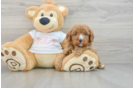 Cavapoo Puppy for Adoption