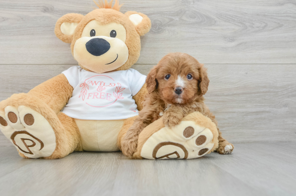 5 week old Cavapoo Puppy For Sale - Simply Southern Pups