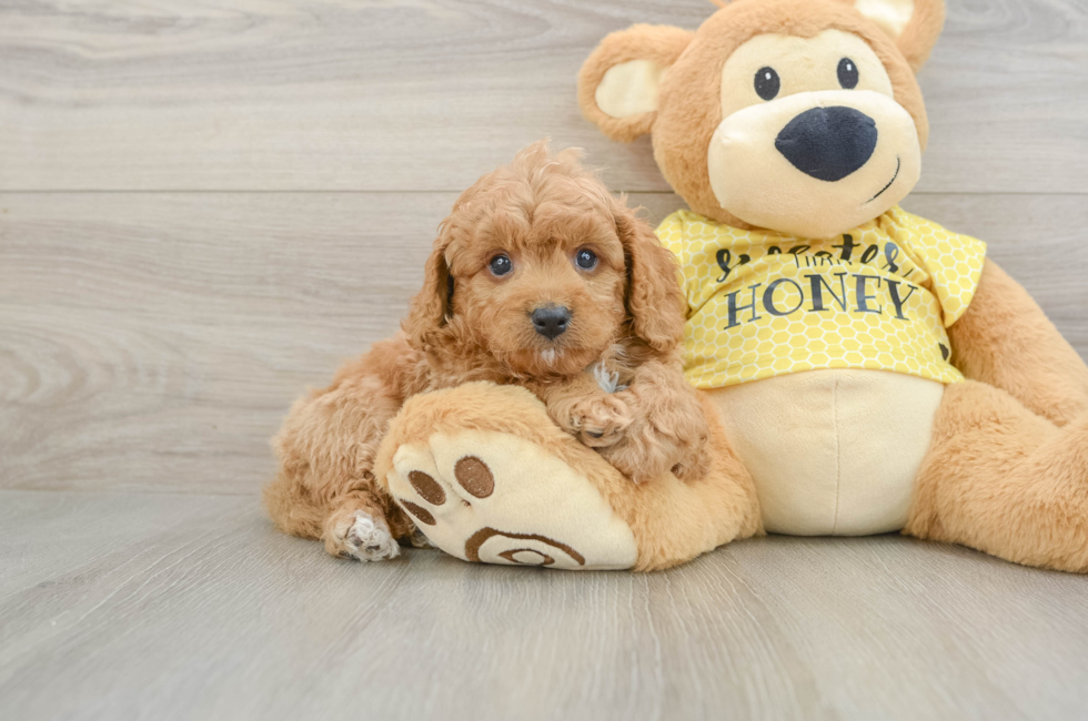 8 week old Cavapoo Puppy For Sale - Simply Southern Pups