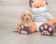 7 week old Cavapoo Puppy For Sale - Simply Southern Pups