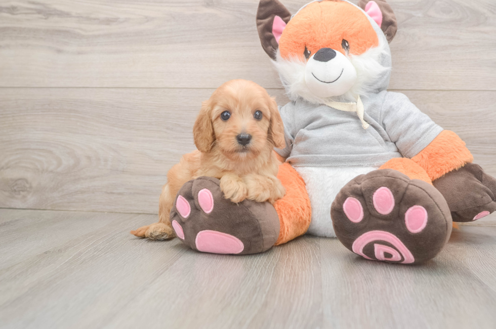 5 week old Cavapoo Puppy For Sale - Simply Southern Pups