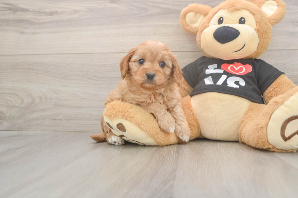 6 week old Cavapoo Puppy For Sale - Simply Southern Pups