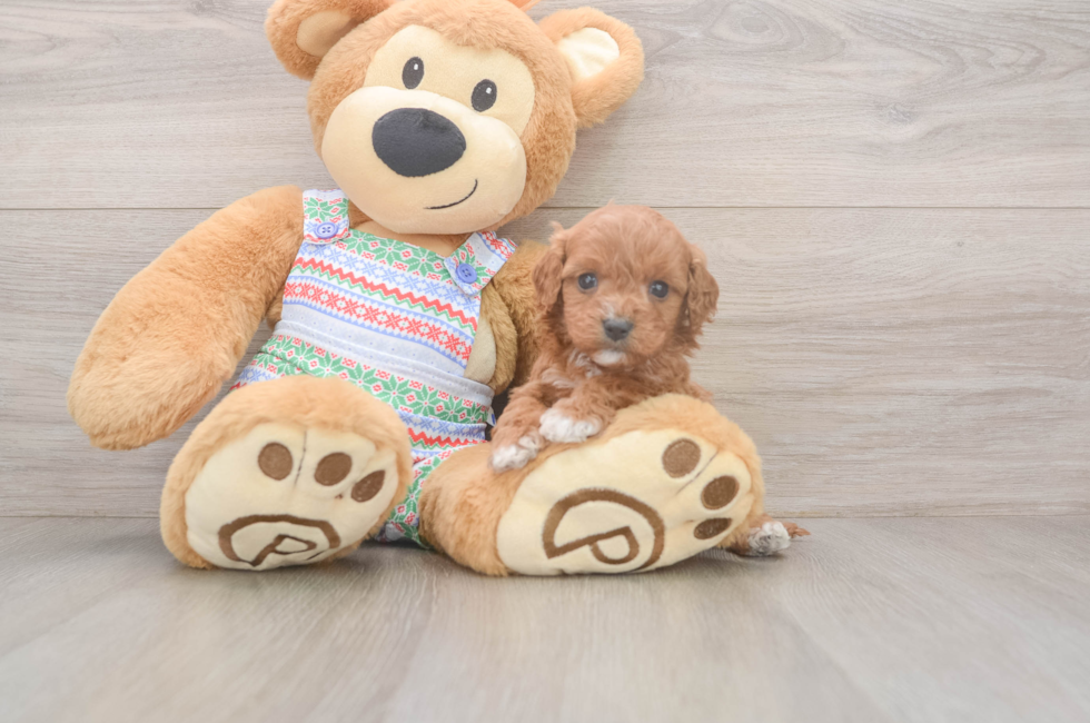 5 week old Cavapoo Puppy For Sale - Simply Southern Pups