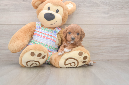 Cavapoo Pup Being Cute