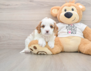 8 week old Cavapoo Puppy For Sale - Simply Southern Pups