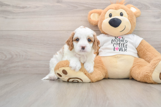 Smart Cavapoo Poodle Mix Pup